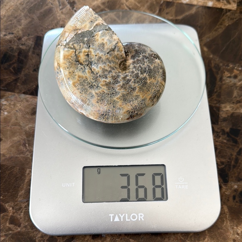 Fossil Ammonite🐌 #73